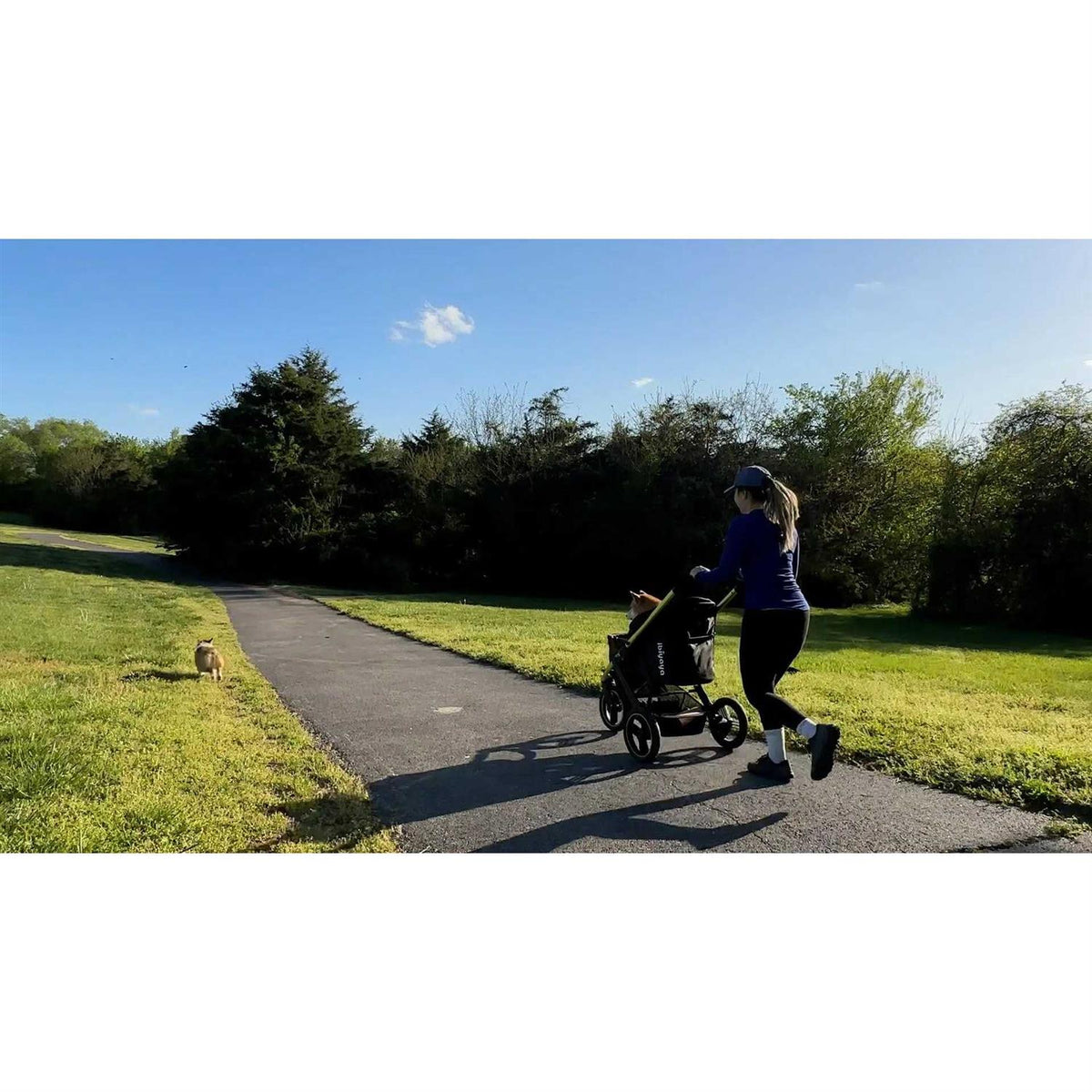 All Terrain Pet Jogging Stroller N568912