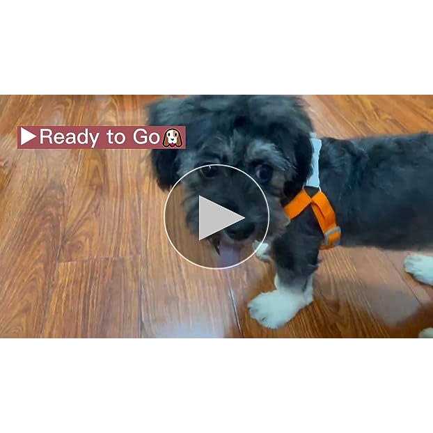 Adjustable Padded Reflective Dog Harness with 2 Leash Clips H795000