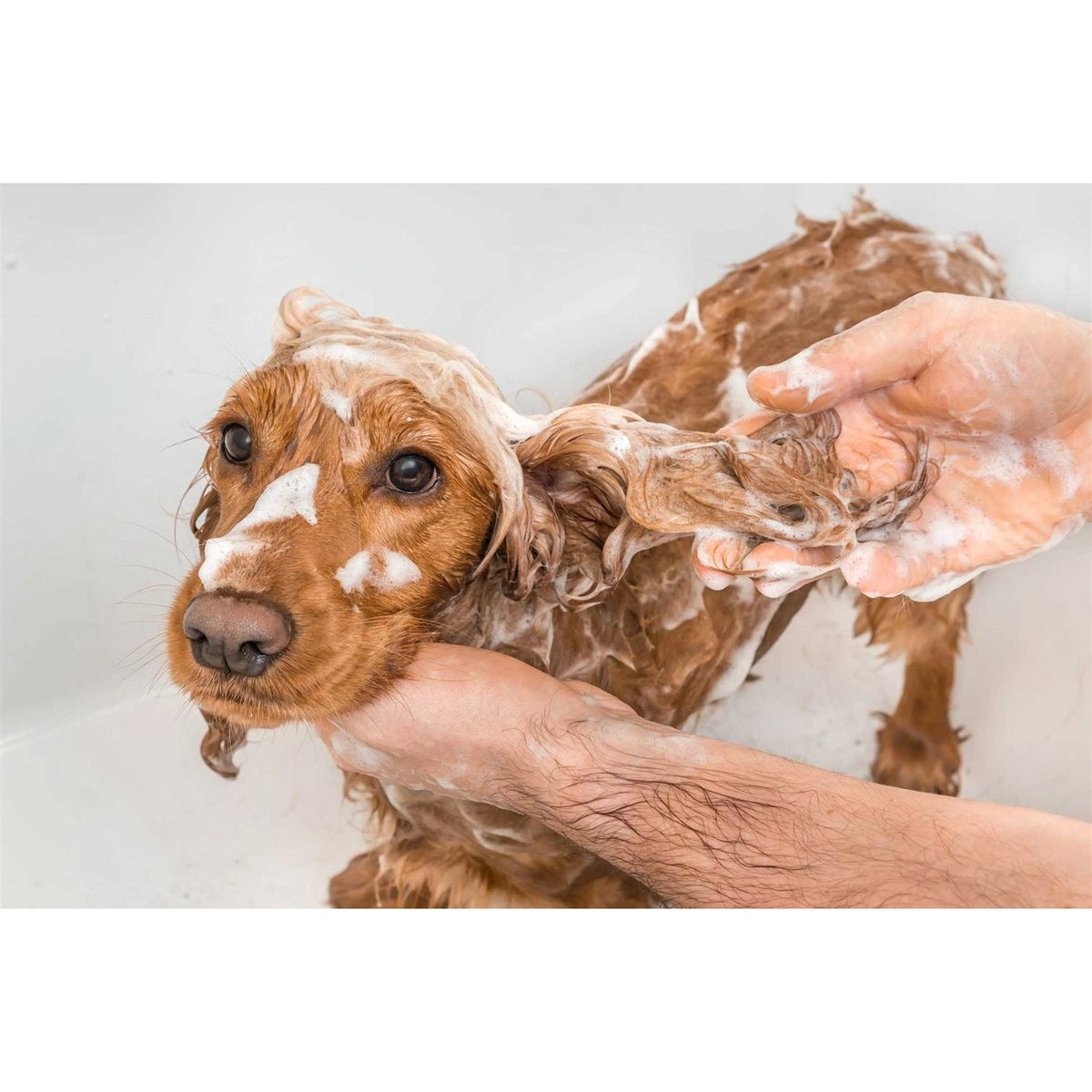 Dog Shampoo K59155