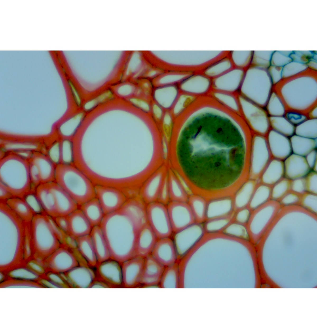 40X-2500X LED Trinocular Compound Microscope L2665