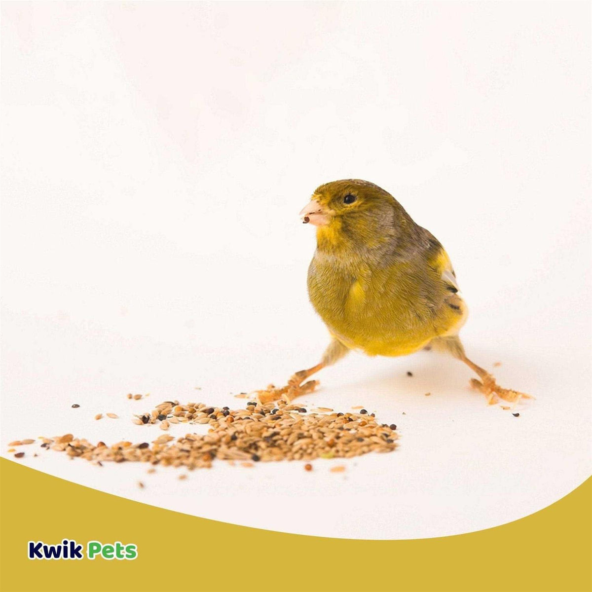 Canary Seed D295381