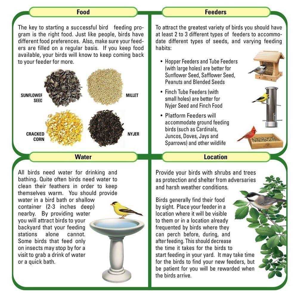 Safflower Seed Wild Bird Food F71675
