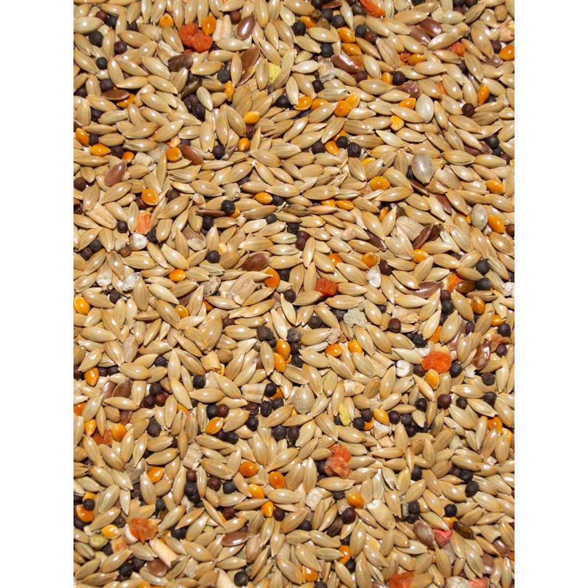 Canary Seed D295381