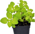 Chartreuse Catmint fragrant flowering plant G56675