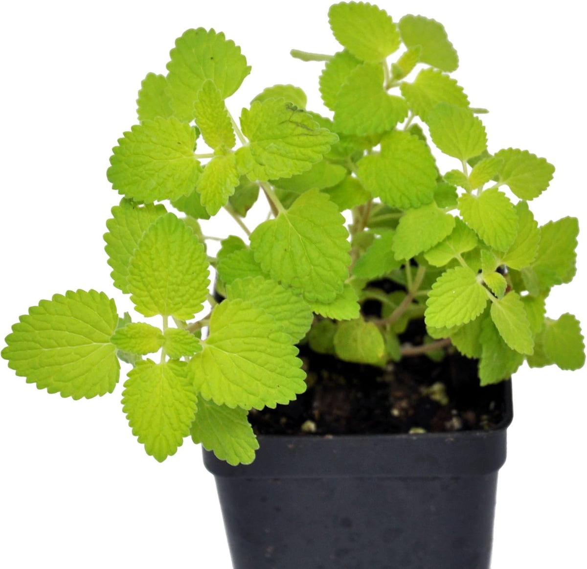 Chartreuse Catmint fragrant flowering plant G56675