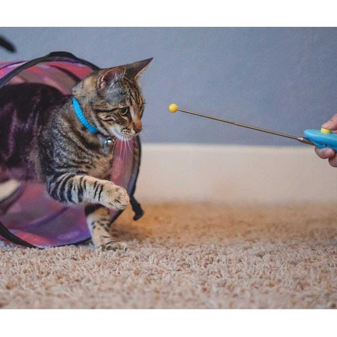 Cat Training Clicker Kit with Target Stick Y2405