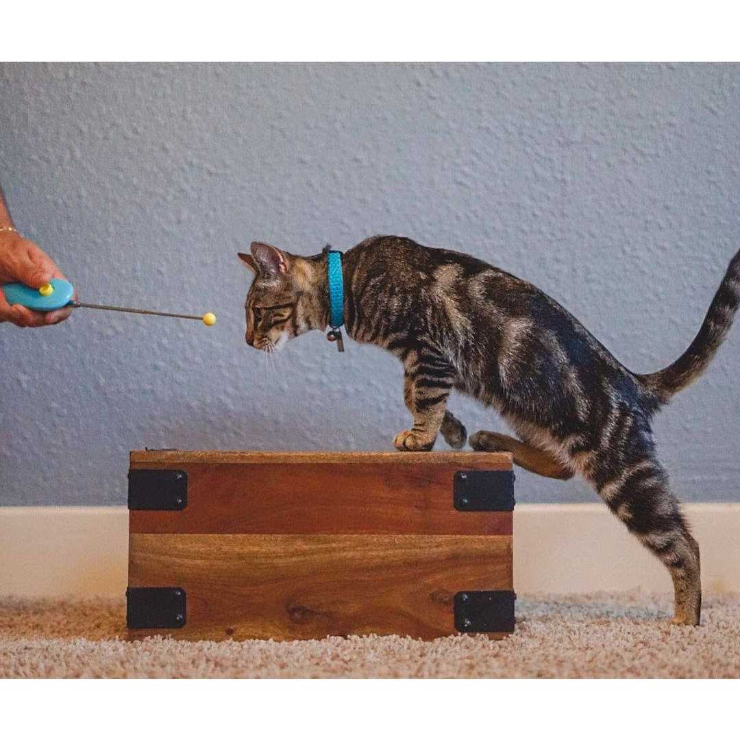 Cat Training Clicker Kit with Target Stick Y2405
