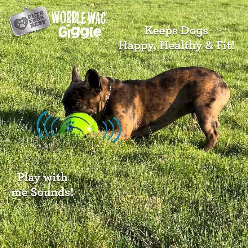 Dog Toy W966905