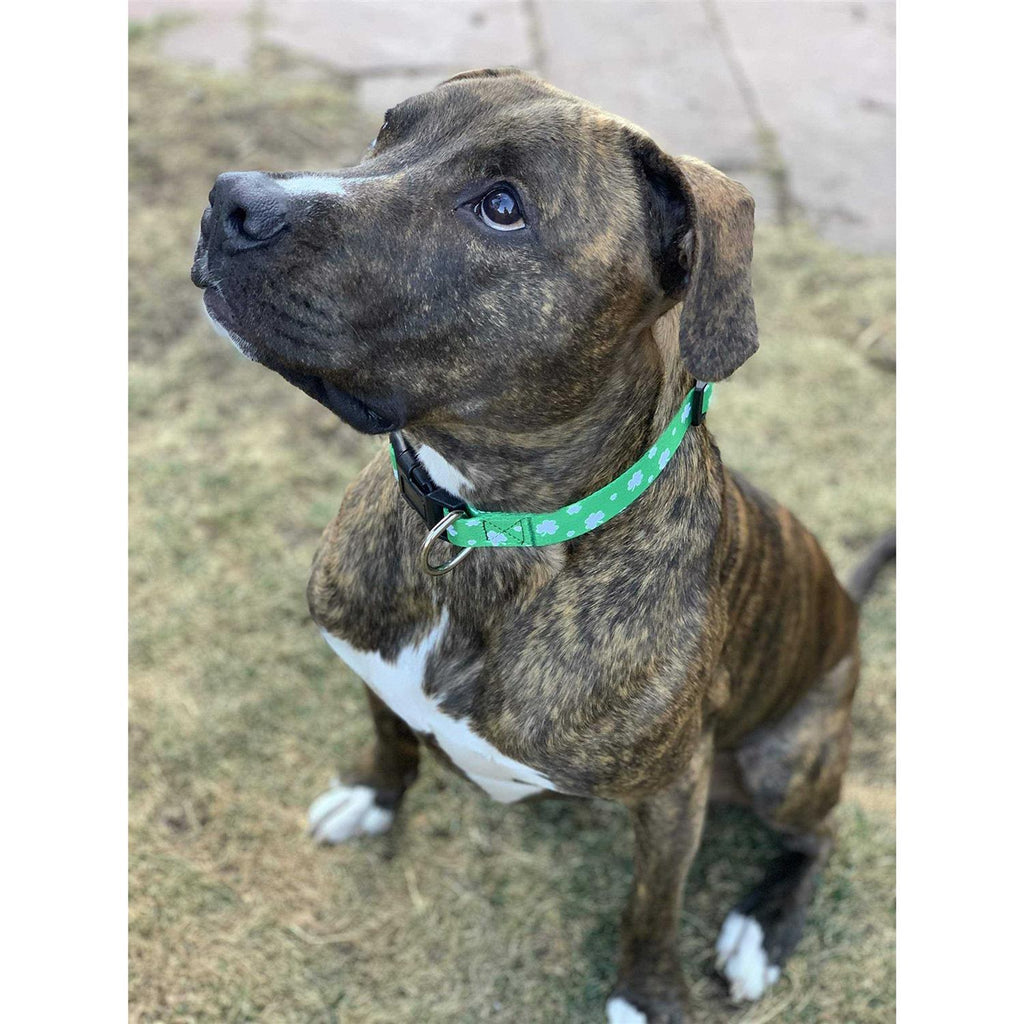 St Patricks Day Dog Collars V5031