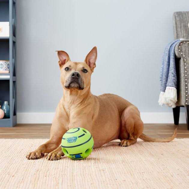Dog Toy W966905
