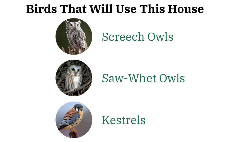 Poly Screech Owl House J36544