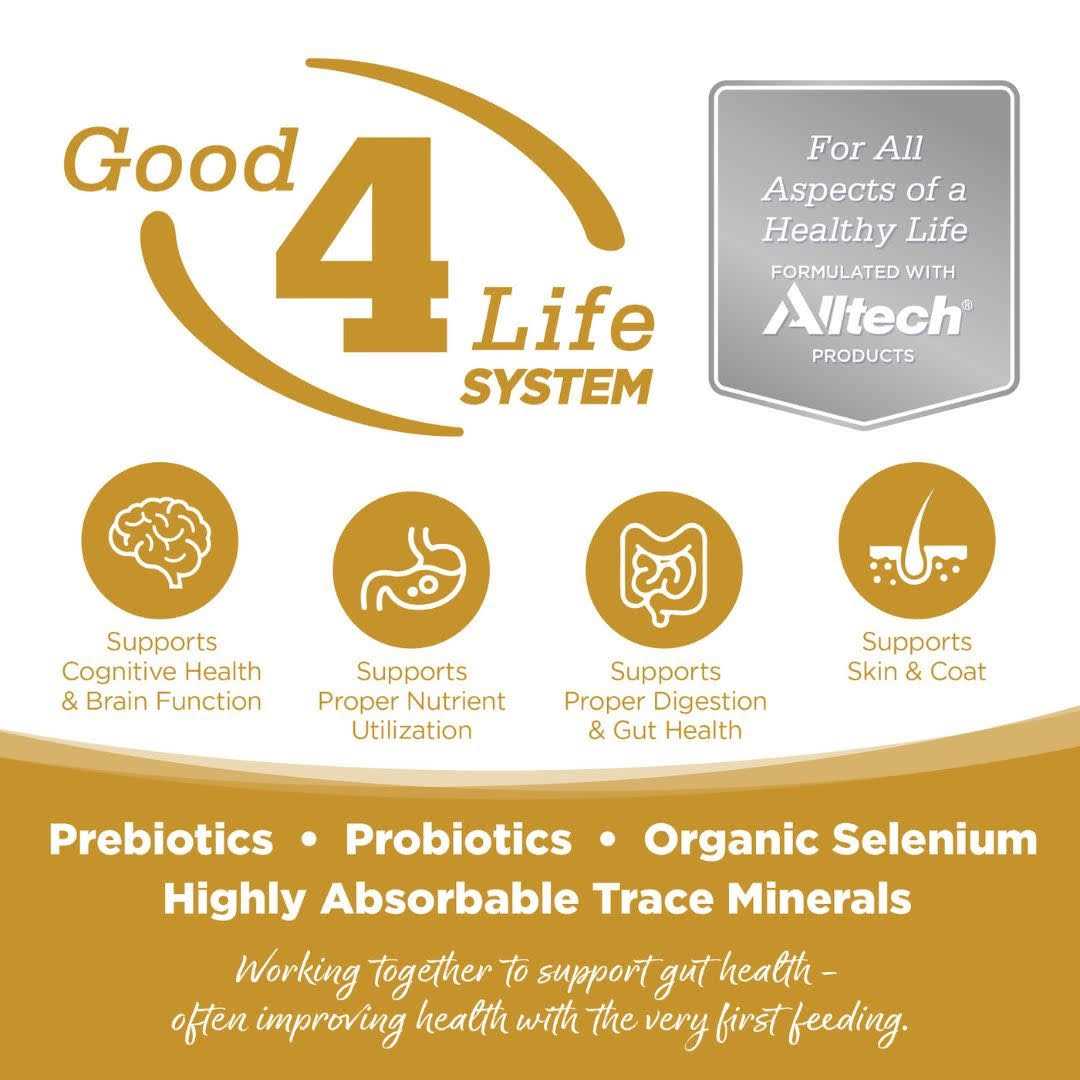 Grain Free Dog Food I322668